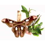 Rothschildia lebeau inca 15 eggs